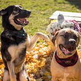 Entry image for Lennon and Gunner 