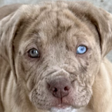 Entry image for Indy