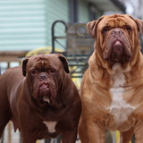 Entry image for Wyatt and Josie 