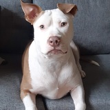 Entry image for Tonka