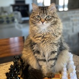 Entry image for Boris 