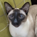 Entry image for Myrtle 