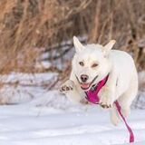 Entry image for Wanda