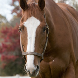 Entry image for Gryphon's Brew (Gryphon)