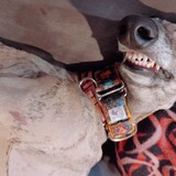 Entry image for Eleonora