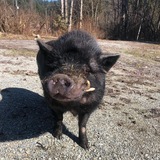 Entry image for Winston