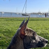 Entry image for Sophia Loren