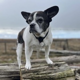 Entry image for Shorty