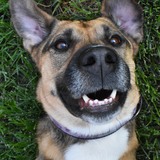 Entry image for Scout