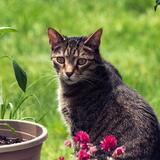 Entry image for Toby