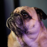 Entry image for Pickles