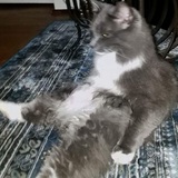 Entry image for Boomer