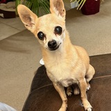 Entry image for Paco