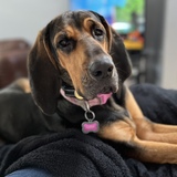 Entry image for Luna