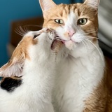 Entry image for Sprinkles and Jericho 