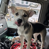 Entry image for Lainey