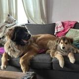 Entry image for Luna & Lili