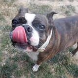 Entry image for Millie