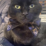 Entry image for Finn