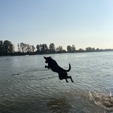 Entry image for Kona