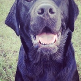 Entry image for Norm