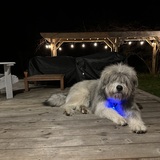 Entry image for Viggo