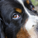 Entry image for Maggie