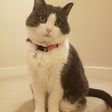 Entry image for Pepe