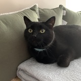 Entry image for Fern