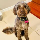 Entry image for Bella