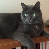 Entry image for Charlie