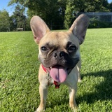 Entry image for Harlem