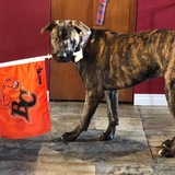 Entry image for Ducky