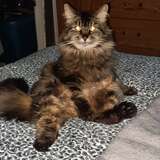 Entry image for Little Bo Peep