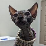 Entry image for Bast