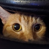 Entry image for Moose