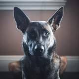 Entry image for Aggie