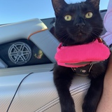 Entry image for Matilda