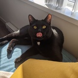 Entry image for Perseus