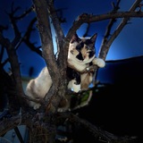 Entry image for LuLu