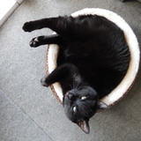 Entry image for Blade