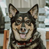 Entry image for Laika