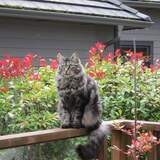 Entry image for Molly