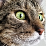 Entry image for Kiki