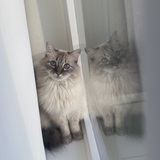 Entry image for Timide