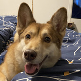 Entry image for Honey