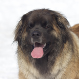 Entry image for Coco