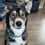 Entry image for Hondo 