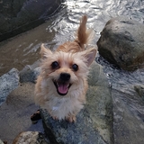 Entry image for Caesar