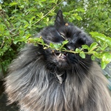 Entry image for Salem